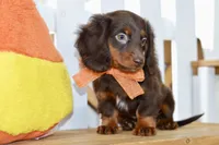 Sam, a male Miniature Dachshund for sale in Anderson, MO – 2 of 8