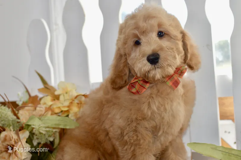 Jake – Miniature Goldendoodle puppy for sale in Anderson, MO