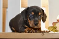 Sofie, a female Miniature Dachshund for sale in Anderson, MO – 2 of 8