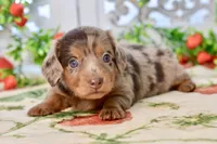 Lilla, a female Miniature Dachshund for sale in Anderson, MO – 4 of 8