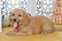Jayce, a male Miniature Goldendoodle for sale in Anderson, MO – 8 of 8