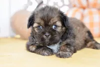 Willow, a female Shih Tzu for sale in Anderson, MO – 5 of 8