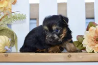 Emilio, a male Silky Terrier for sale in Anderson, MO – 7 of 8