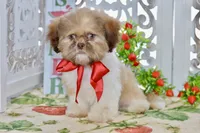 Brett, a male Shih Tzu for sale in Anderson, MO – 3 of 8