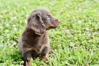 Osborn, a male Miniature Dachshund for sale in Anderson, MO – 7 of 8