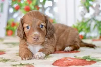 Molly, a female Dachshund for sale in Anderson, MO – 7 of 8