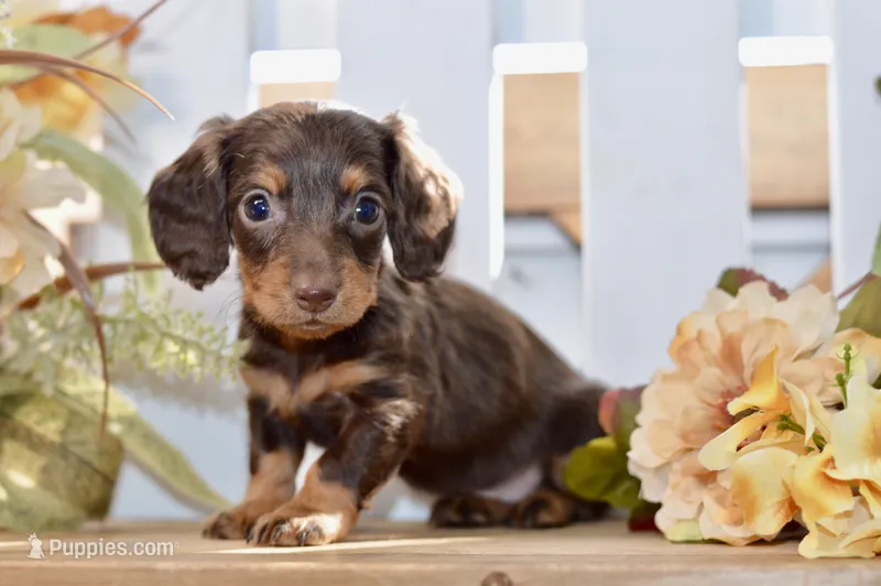 Coco – Miniature Dachshund puppy for sale in Anderson, MO