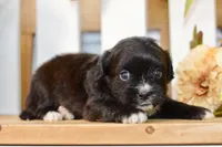 Pearl, a female Shihpoo for sale in Anderson, MO – 4 of 8