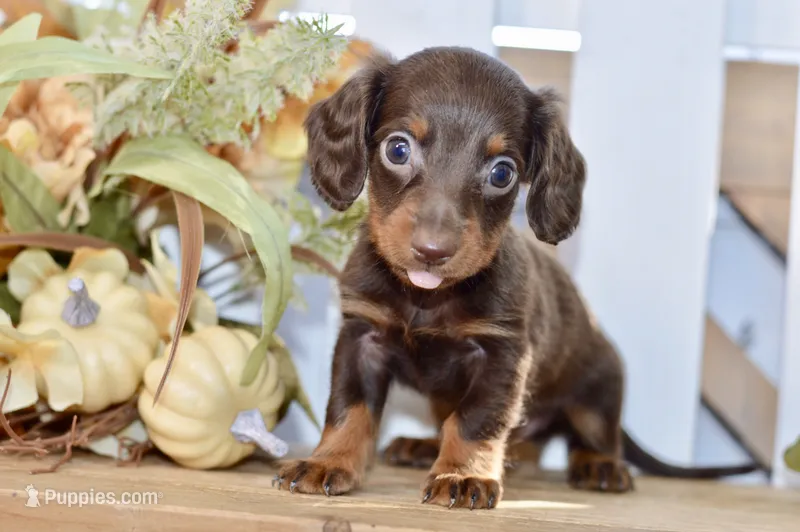 Charles – Miniature Dachshund puppy for sale in Anderson, MO