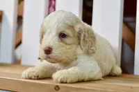 Cora, a female Cockapoo for sale in Anderson, MO – 7 of 8