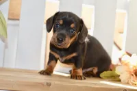 Sofie, a female Miniature Dachshund for sale in Anderson, MO – 6 of 8