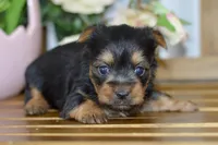 Ace, a male Silky Terrier for sale in Anderson, MO – Photo 2 of 8