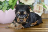 Ace, a male Silky Terrier for sale in Anderson, MO – Photo 3 of 8