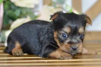 Ace, a male Silky Terrier for sale in Anderson, MO – Photo 4 of 8