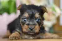 Ace, a male Silky Terrier for sale in Anderson, MO – Photo 8 of 8