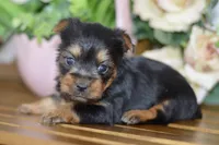 Ace, a male Silky Terrier for sale in Anderson, MO – Photo 1 of 8