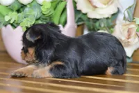 Ace, a male Silky Terrier for sale in Anderson, MO – Photo 7 of 8