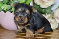 Ace, a male Silky Terrier for sale in Anderson, MO – Photo 6 of 8
