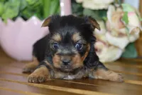 Ace, a male Silky Terrier for sale in Anderson, MO – Photo 5 of 8