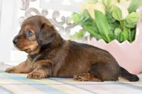 Darla, a female Miniature Dachshund for sale in Anderson, MO – 3 of 8