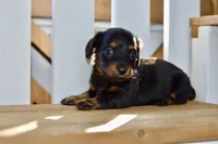 Gitty, a female Dachshund for sale in Anderson, MO – 5 of 8