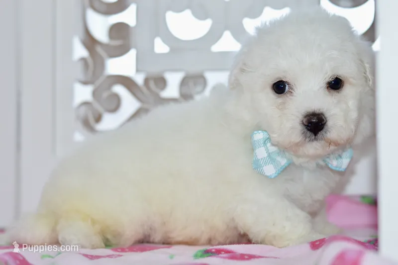 Glenn – Bichon Frise puppy for sale in Anderson, MO