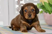 Debbie, a female Miniature Dachshund for sale in Anderson, MO – 1 of 8