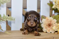 Carter, a male Miniature Dachshund for sale in Anderson, MO – 5 of 8