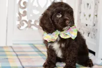 Claudia, a female Cockapoo for sale in Anderson, MO – 2 of 8