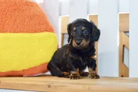 George, a male Dachshund for sale in Anderson, MO – 3 of 8