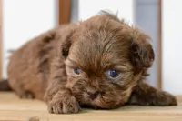 Betty, a female Shih Tzu for sale in Anderson, MO – 3 of 8