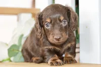 Harper, a female Dachshund for sale in Anderson, MO – 5 of 8