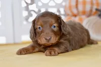 Thor, a male Dachshund for sale in Anderson, MO – 7 of 8