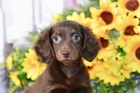 Drew, a male Miniature Dachshund for sale in Anderson, MO – 3 of 8