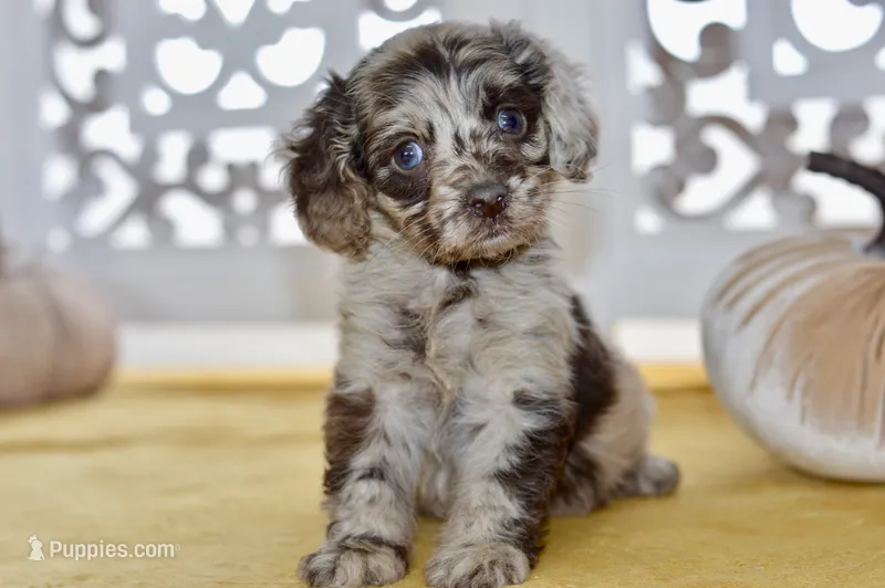 Thea – Cockapoo puppy for sale in Anderson, MO