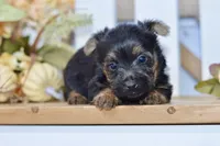 Emma, a female Silky Terrier for sale in Anderson, MO – 7 of 7