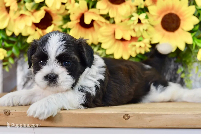Kiara – Shih Tzu puppy for sale in Anderson, MO