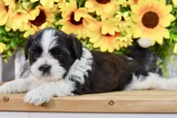 Kiara, a female Shih Tzu for sale in Anderson, MO – 1 of 8
