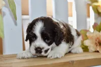 Remi, a female Cocker Spaniel for sale in Anderson, MO – 2 of 8