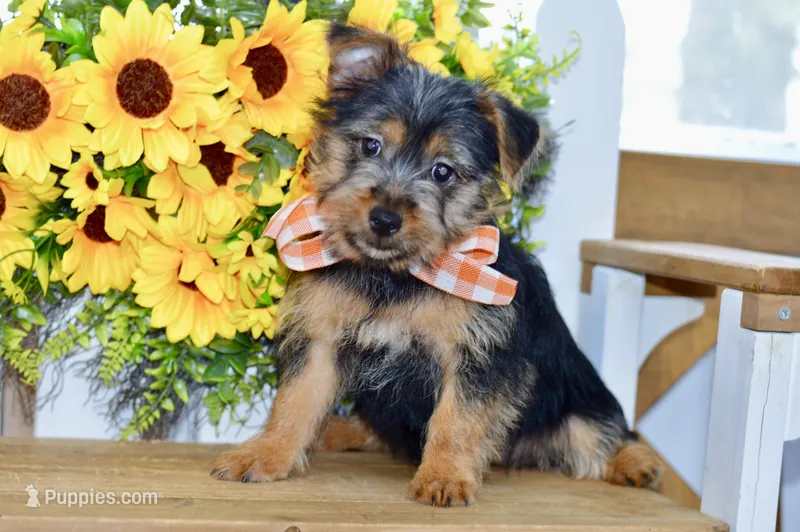 Fern – Silky Terrier puppy for sale in Anderson, MO