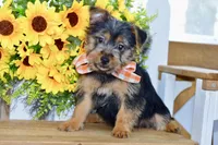Fern, a female Silky Terrier for sale in Anderson, MO – 1 of 8