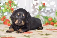 Marvin, a male Dachshund for sale in Anderson, MO – 2 of 8