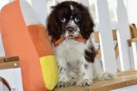 Robyn, a female Cocker Spaniel for sale in Anderson, MO – 5 of 8