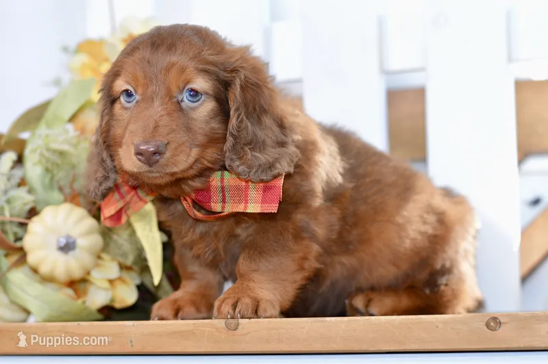 Thor – Dachshund puppy for sale in Anderson, MO