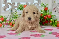 Jay, a male Miniature Goldendoodle for sale in Anderson, MO – 5 of 8