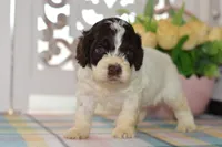 Chase, a male Cockapoo for sale in Anderson, MO – 8 of 8