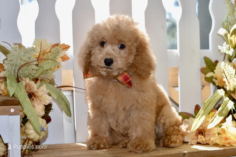 Jared – Miniature Goldendoodle puppy for sale in Anderson, MO