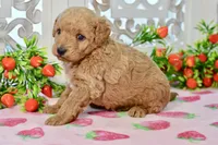 James, a male Miniature Goldendoodle for sale in Anderson, MO – 7 of 7
