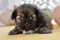 Willow, a female Shih Tzu for sale in Anderson, MO – 3 of 8