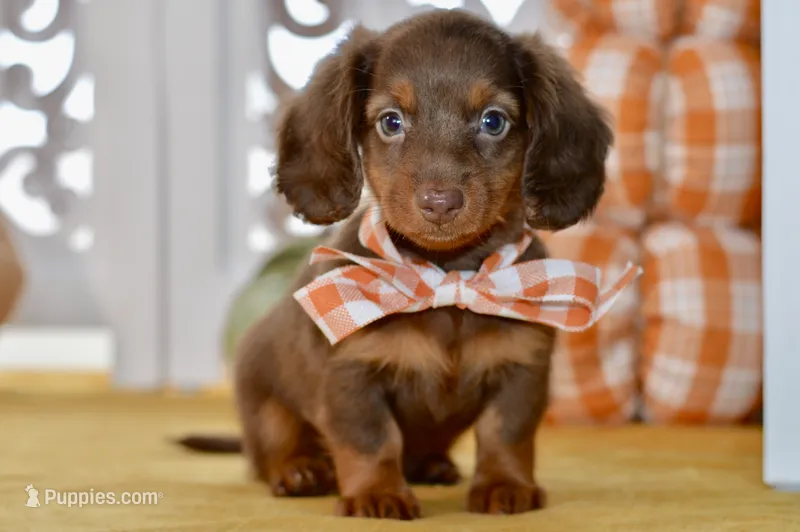 Sierra – Miniature Dachshund puppy for sale in Anderson, MO